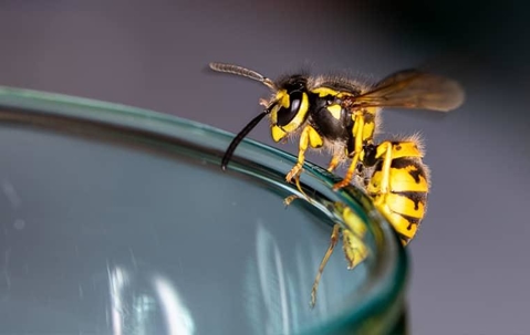 Wasp on the edge of a drinking glass.