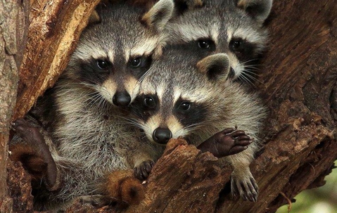 Three raccoons huddled inside a hole in a tree.