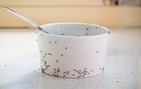 Ants crawling on cup
