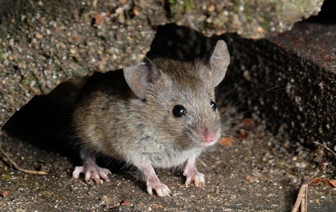 House mouse hiding under a home.