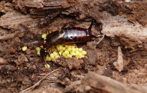 Earwig with eggs.