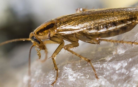 German Cockroach crawling on a stone surface.