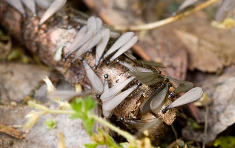 Termite Swarmers crawling on the ground.