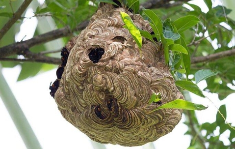 Large Paper Wasp nest in a tree.