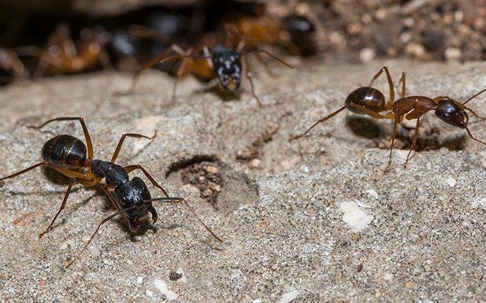 Carpenter Ants outdoors.