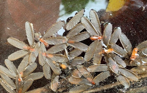 Dead Termite Swarmers floating in a puddle of water.