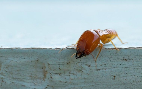 Close up of a termite inside a house