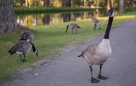 Canadian geese feeding in public park.