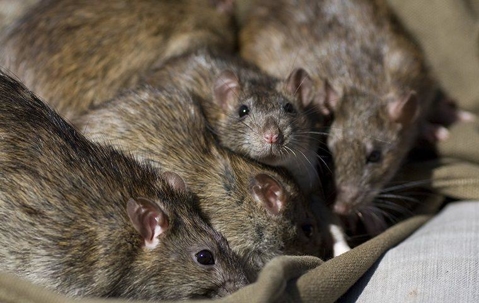 Rats close together eating