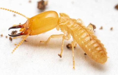 Termite crawling on a white surface.