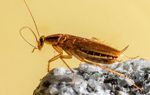 German Cockroach perched on a rock.