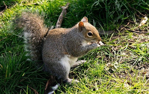 A squirrel sitting in the grass