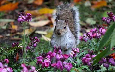 Squirrel standing in a flowerbed.