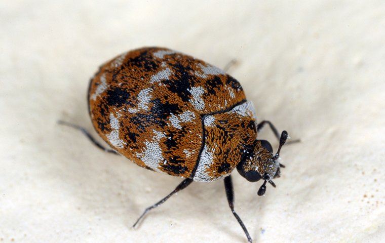 Carpet Beetle Crawling In Kitchen Pantry