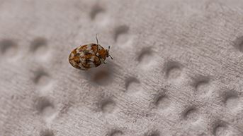 Carpet Beetles