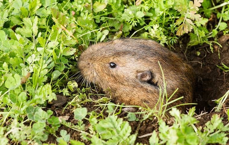 Gopher