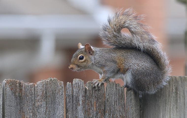 Gray Squirrel On Fence Outside Home