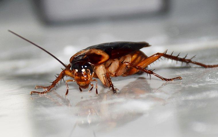 How To Identify And Get Rid Of Cockroaches In Your Salt Lake City Home