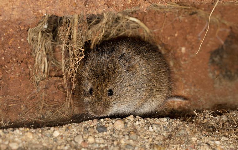 Voles