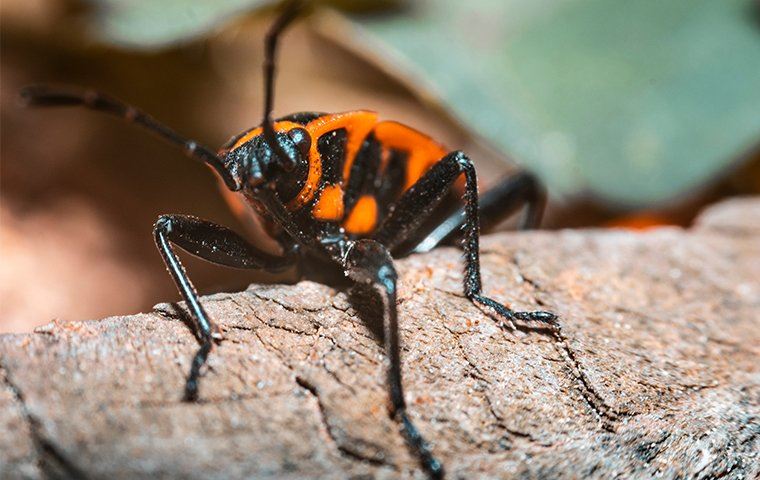 Boxelder Bug