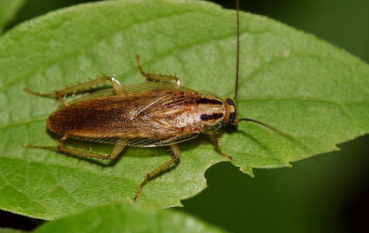 Cockroach