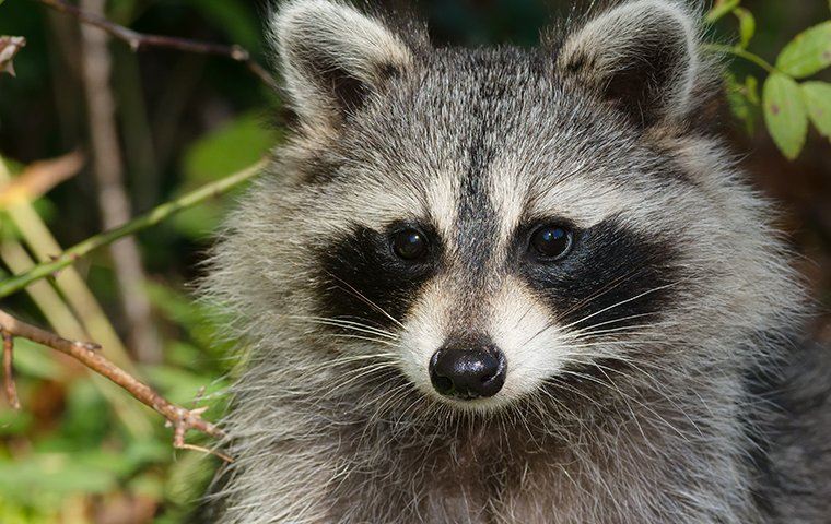 racoon 