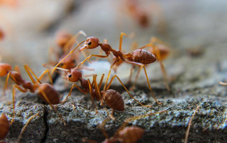 Ants