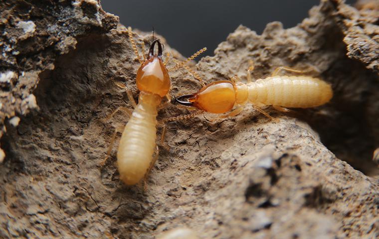 Termites