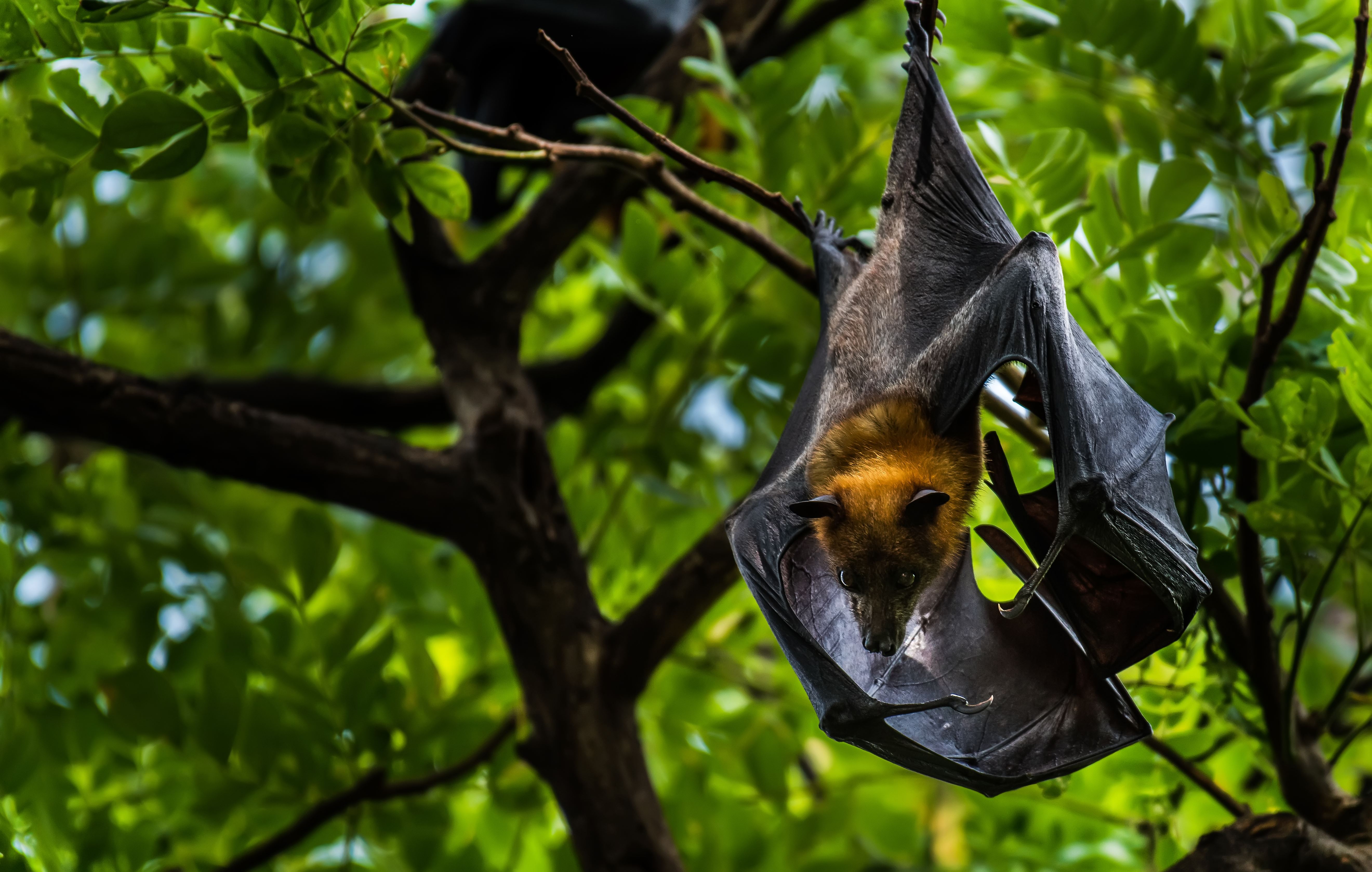 bat hanging from a tree