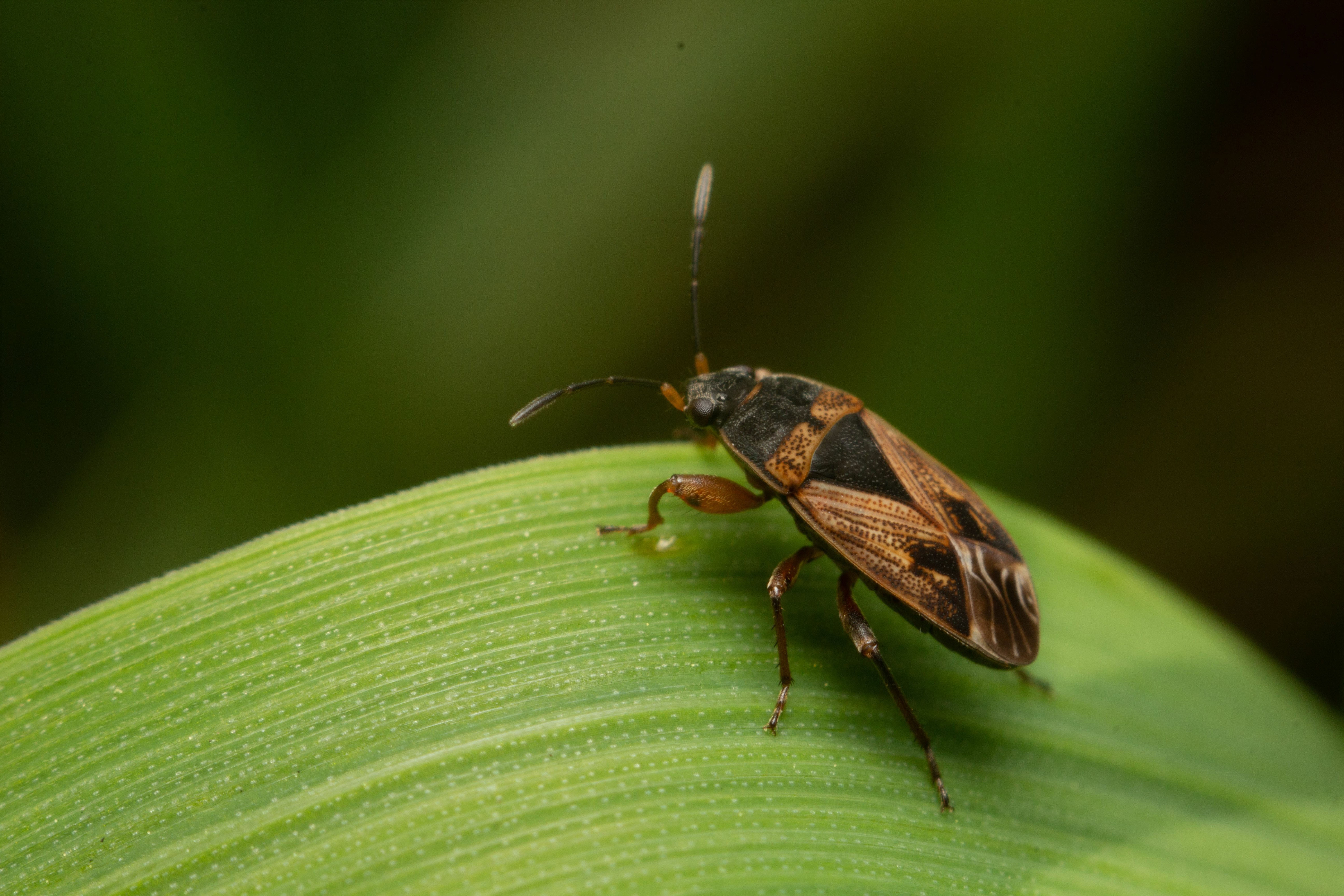 Elm Seed Bug