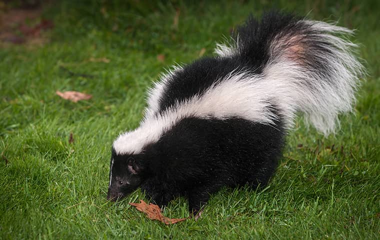 Skunk Walking In Grass