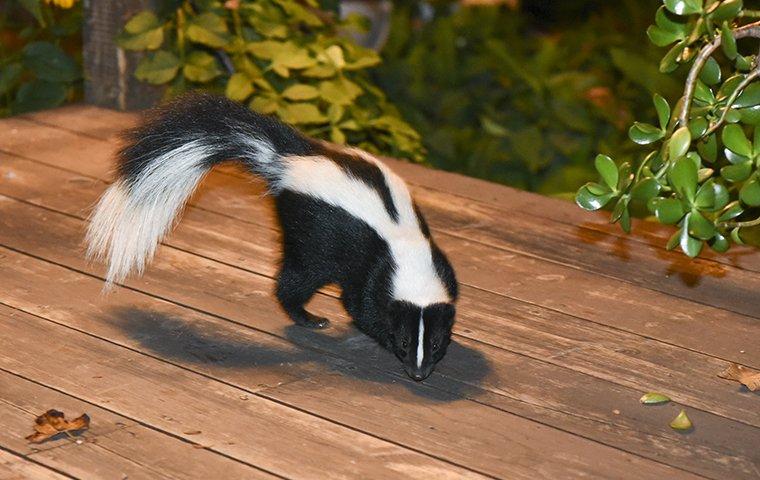 Skunks
